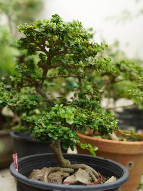 Küçük Bonsai sığ bir saksıda cüce gibi görünen bir bitki ya da ağaç. Doğada büyük, yaşlı bir ağacın orijinal şeklinin minyatürünü yapmak için. Bonsai beyaz arka planda izole edildi.