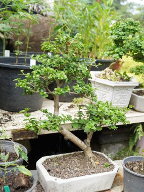 Küçük Bonsai sığ bir saksıda cüce gibi görünen bir bitki ya da ağaç. Doğada büyük, yaşlı bir ağacın orijinal şeklinin minyatürünü yapmak için. Bonsai beyaz arka planda izole edildi.