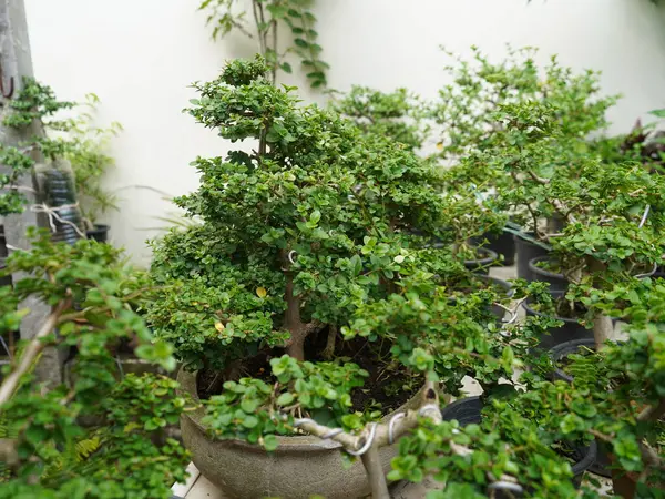 Küçük Bonsai sığ bir saksıda cüce gibi görünen bir bitki ya da ağaç. Doğada büyük, yaşlı bir ağacın orijinal şeklinin minyatürünü yapmak için. Bonsai beyaz arka planda izole edildi.