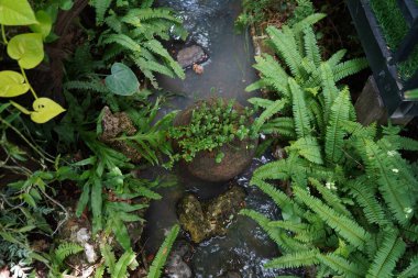 Büyük canavarlar tropikal iklimde vahşice büyürler. Yeşil canavar yapraklarını kapat..