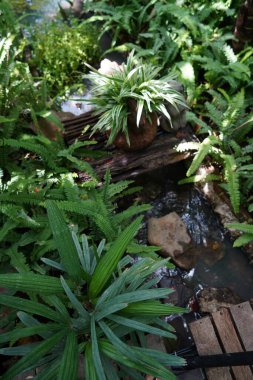 Büyük canavarlar tropikal iklimde vahşice büyürler. Yeşil canavar yapraklarını kapat..