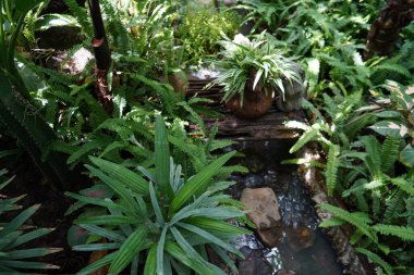 Büyük canavarlar tropikal iklimde vahşice büyürler. Yeşil canavar yapraklarını kapat..