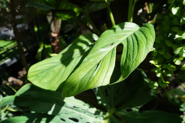 stock image Large monstera deliciosa growing wild in tropical climate. Close up green monstera leaves.