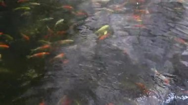 Renkli Nishikigoi Yüzme ile Koi Balık Yetiştirme ve Çiftlik Göleti