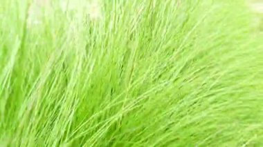 Serene Meadow Field 'daki yemyeşil otların yakın çekim görüntüsü