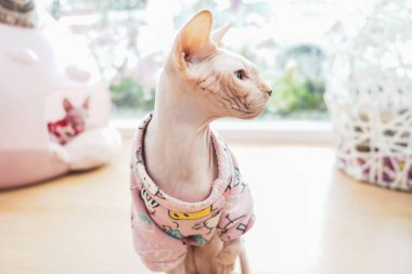 Evde kedi var. Bekleyen ve çelik bir kasede yemek servisi yapan sevimli bir hayvanın portresi. kedi oyunu ve etkinliği.