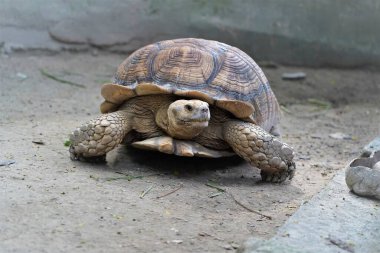 Galapagos dev kaplumbağası hayvanat bahçesinde yeşil ot yemek için beslenme zamanı..