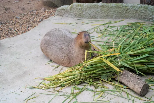 Capybara yeşil otlarla besleniyor..