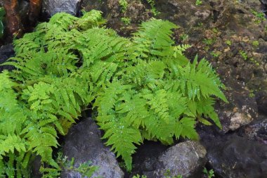 Close up Fern in the forest, leaves close-up. Natural background. Green fern leaves in summer.  clipart