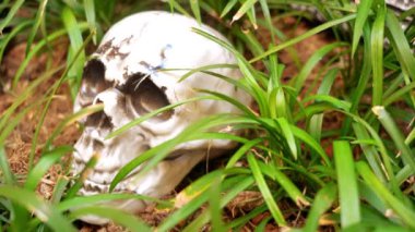 Cadılar Bayramı Kurukafa Dekorasyonu Korku ve Korkutucu Tema Başlığı