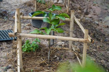 Ağaç dikmek Tarım Alanında Delikler Açmak