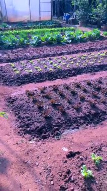 Kale, Marul ve Karışık Bitkilerle Organik Sebze Bahçesi