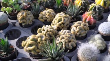 Mammillaria Elongata 'yı kapatın Cristata Tepeli Kaktüs Sulu Bitkisi