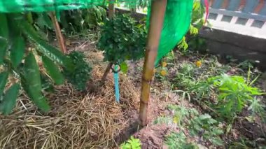 Bahçe Suyu Fıskiye Sulama Sistemi Sulama Süs Bitkileri