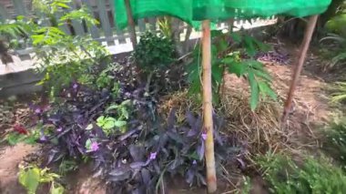 Bahçe Suyu Fıskiye Sulama Sistemi Sulama Süs Bitkileri