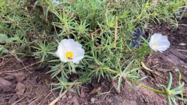 Bir Bal Arısı 'nın yakın plan fotoğrafı. Sabah bahçede bir çiçekten nektar topluyor.