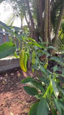 4K 'da Siyah Çorap Giyme ve Çıkarma