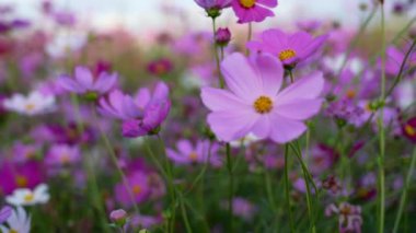 Göz kamaştırıcı pembe ve beyaz kozmos çiçek tarlasının 4K videosu. Canlı doğal manzara, renkli mevsimlik çayır ve doğa, botanik ve bitki örtüsü teması için mükemmel bir açık hava manzarası..