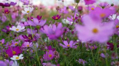Göz kamaştırıcı pembe ve beyaz kozmos çiçek tarlasının 4K videosu. Canlı doğal manzara, renkli mevsimlik çayır ve doğa, botanik ve bitki örtüsü teması için mükemmel bir açık hava manzarası..