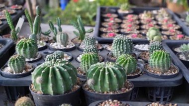 4K, Echinopsis kaktüs türünün bir çömlekteki videosunu kapat. Eşsiz şekilli ve dikenli süs bitkisi. Bahçe işleri, çöl bitkileri, ev dekorasyonu ve sulu bakım temaları için mükemmel..
