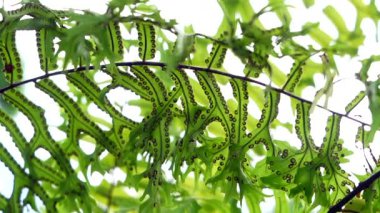 4K, yaprak bitleri tarafından istila edilmiş yabani bir eğreltiotu yaprağının yakın çekim görüntüleri. Yaygın tarımsal böcek. Doğal çevre, bitki hastalığı ve ekoloji kavramı. Çiftçilik ve biyoloji konuları için kullanışlı.