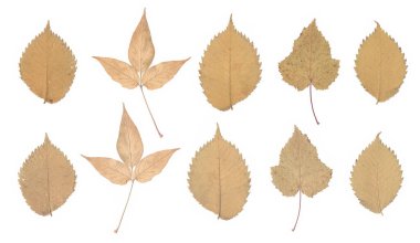 Taranmış sonbahar bitkisi yaprakları, ön ve arka taraflarda, beyaz arka planda izole edilmiş.