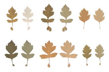Çeşitli basın ve kuru Crataegus ağaç yapraklarını tara. Vintage düz yaprak döken bitkiler. Beyaz arka planda sıkıştırılmış ve kurutulmuş bitkiler..