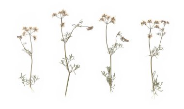 İzole edilmiş yabani çiçekler beyaz arka planda tarandı, doğal bitkiler baskılı bitki koleksiyonu, narin botanik elementler, tasarım, hatıra defteri ve dekorasyon için klasik çiçek örnekleri.