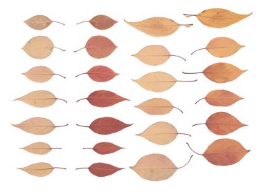 Mevsimsel tasarım, eko projeleri, hatıra defteri ve bitki örtüsü için beyaz zemin üzerinde bulunan sonbahar kurumuş yaprak koleksiyonu, ütülenmiş ve taranmış ağaç yaprağı.