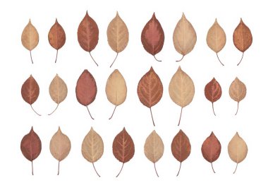 Kurumuş sonbahar ağaç yaprakları koleksiyonu, sıkıştırılmış botanik yapraklar beyaz arka planda tarandı ve izole edildi, doğal kuru bitki örnekleri, eko tasarım, dekorasyon, yapıştırma kitabı ve zanaat projeleri için klasik mevsimlik yapraklar