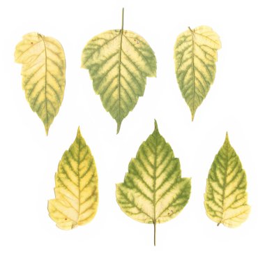 Beyaz arka planda izole edilmiş renkli yapraklar, taranmış ve düzenlenmiş taze sonbahar yaprakları, çevreci tasarım ve dekorasyon için yeşil ve sarı mevsimlik yaprakları olan doğal botanik bitki koleksiyonu.
