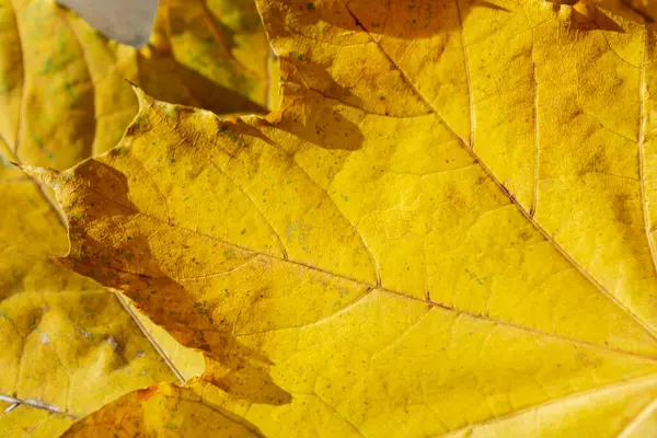 Zbliżenie Liści Klonu Żółty Liść Blisko Strzału Żyły Opadłego Liścia — Zdjęcie stockowe