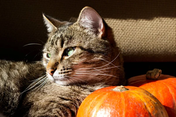Vedle Dvou Dýní Sedí Pruhovaná Kočka Kočka Podzimní Fotce Dýněmi — Stock fotografie