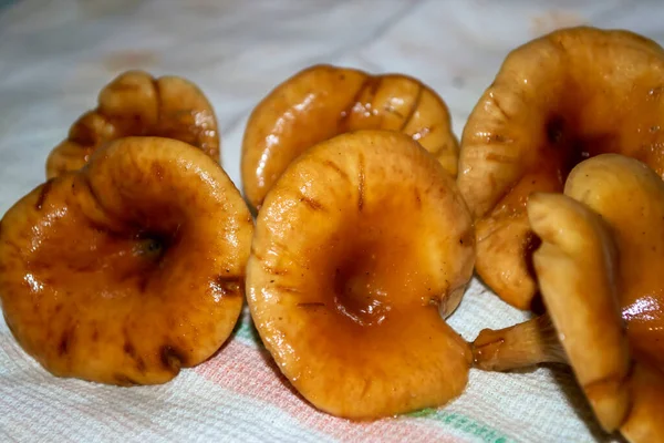 Cogumelos Clitocybe Estão Uma Toalha Secam Depois Lavagem Cogumelos Lavados — Fotografia de Stock