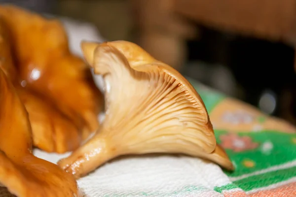 Lindo Gorros Cogumelos Laranja Cogumelos Clitocybe Estão Uma Toalha Secam — Fotografia de Stock