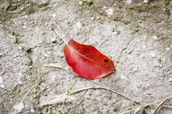 Jesienny Liść Drewniany Piła Czerwony Liść Gruszki Leży Drewnianym Pokładzie — Zdjęcie stockowe