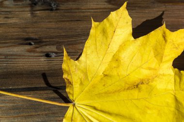 Tahtaya düşmüş bir yaprak sonbaharın işaretidir. Ahşap bir tahtanın üzerinde sarı bir akçaağaç yaprağı yatıyor. Ağaçtaki bir yaprak.