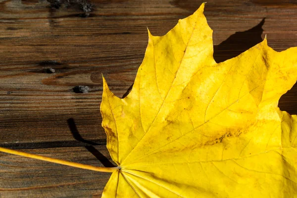 Upadły Liść Drewnianej Desce Jest Znakiem Jesieni Żółty Liść Klonu — Zdjęcie stockowe