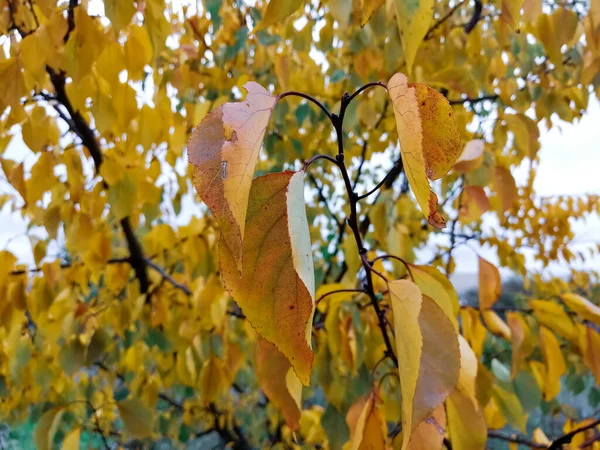 Yellow Leaves Apricot Tree Beautiful Yellow Foliage October Autumn Landscape — Stock Photo, Image