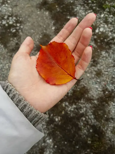 Pomarańczowy Liść Drzewa Leży Otwartej Dłoni Jego Ręce Leży Jesienny — Zdjęcie stockowe