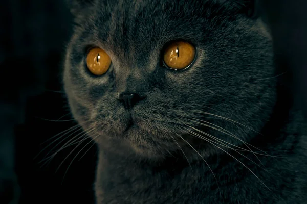 苏格兰折叠猫的黄色眼睛很醒目 猫的黄眼睛在黑暗中发光 在黑暗的房间里 — 图库照片
