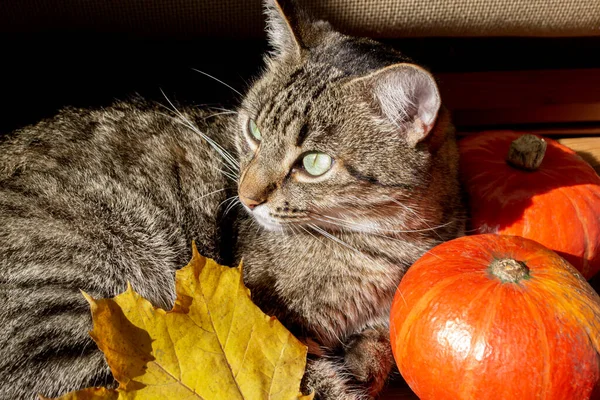 一只条纹猫坐在两只南瓜旁边 秋天的照片里的猫和南瓜在一起 两只桔子南瓜和一只猫 — 图库照片