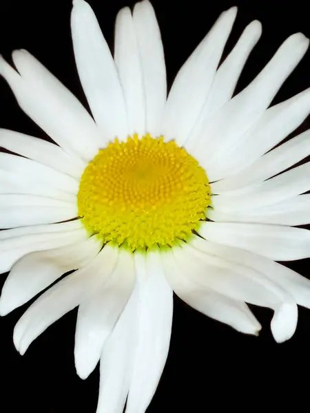 洋甘菊特写在黑色背景上 花瓣是白色的 黄色的核心是黑色的花朵 — 图库照片