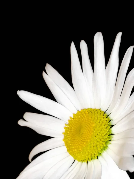 Les Pétales Sont Blancs Noyau Jaune Est Une Fleur Sur — Photo