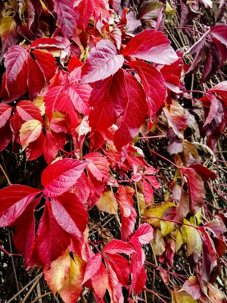 Dzikie Winogrona Czerwonymi Liśćmi Czerwone Liście Jesienią Dzikich Winogronach Jesienne — Zdjęcie stockowe
