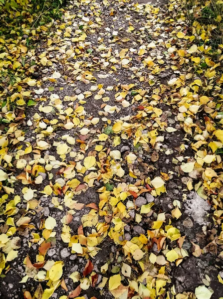 Jesienny Szlak Pokryty Jest Opadłymi Liśćmi Żółte Liście Drodze Jesienią — Zdjęcie stockowe