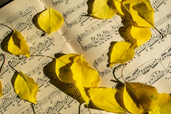 Gelbe Herbstblätter Auf Offenen Zetteln Ein Notenheft Abgefallenen Gelben Blättern — Stockfoto