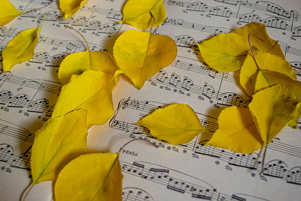 Yellow autumn leaves on open notes. Sheet music and autumn. Yellow leaves on musical notes. A musical notebook in fallen yellow leaves from a tree.