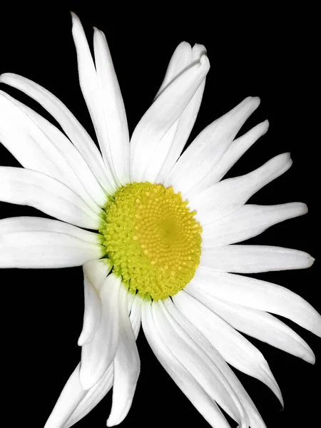 Kamille Nahaufnahme Auf Schwarzem Hintergrund Die Blütenblätter Sind Weiß Und — Stockfoto