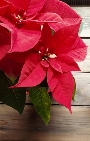 stock image Christmas rose plant on a wooden table. On the table there is a flower - a Christmas rose. Beautiful festive plants.